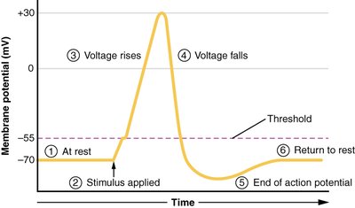 Membrane potential during action potential (repolarization and hyperpolarization)