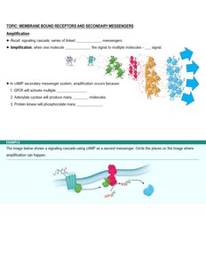 Amplification in signaling cascades