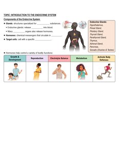 Major endocrine glands and hormone functions