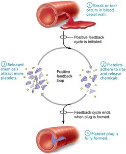Positive feedback mechanism: platelet plug formation