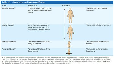 Orientation and directional terms table