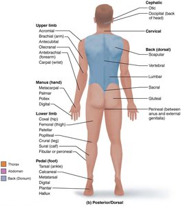 Regional terms: posterior view