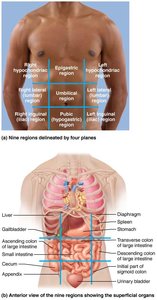 Nine abdominopelvic regions