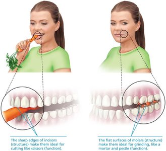 Complementarity of structure and function: incisors and molars