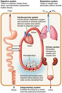 Interrelationships among body organ systems