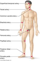 Body sites where the pulse is most easily palpated