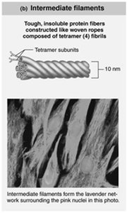 Intermediate filaments structure and function
