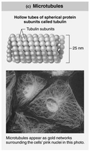 Microtubules structure and function
