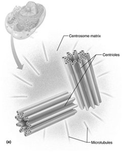Structure of centrioles and centrosome