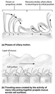 Phases of ciliary motion and coordinated movement