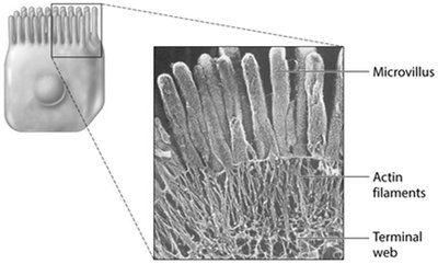 Structure of microvilli and actin filaments