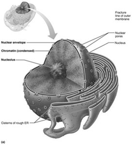 Structure of the nucleus