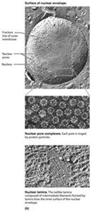 Nuclear envelope and associated structures