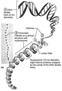 Chromatin and chromosome structure (beads on a string)