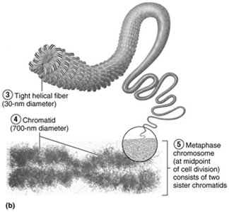 Condensed chromatin and metaphase chromosome