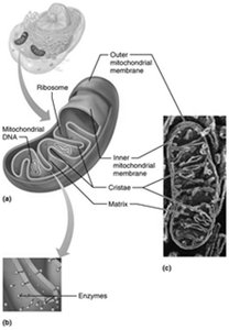 Structure of a mitochondrion