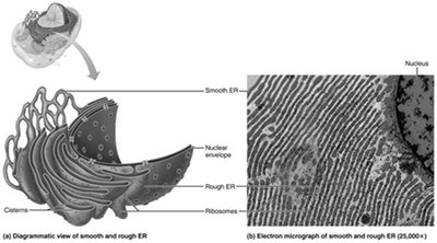 Diagram and electron micrograph of smooth and rough ER