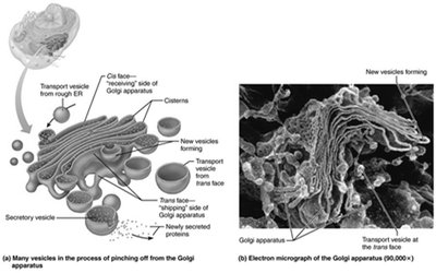 Structure and electron micrograph of the Golgi apparatus