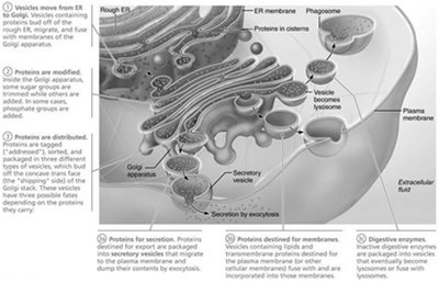 Processing and distribution of newly synthesized proteins