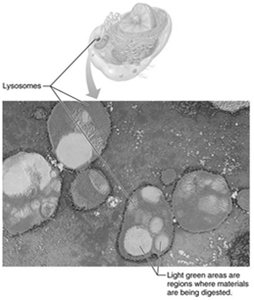 Electron micrograph of lysosomes