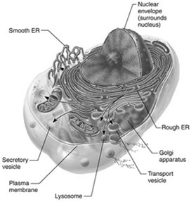 Diagram of the endomembrane system