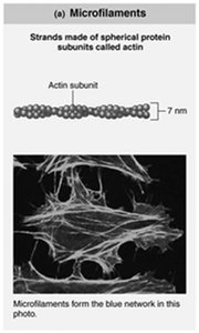 Microfilaments structure and function