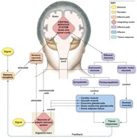 Diagram of nervous system organization