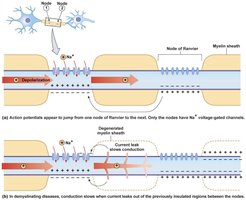 Saltatory conduction in myelinated axons