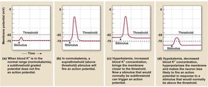 Effect of potassium on membrane potential
