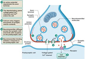 Chemical synapse and neurotransmitter release