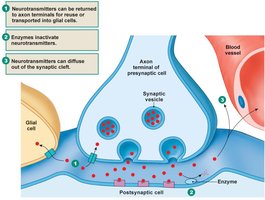Inactivation of neurotransmitters