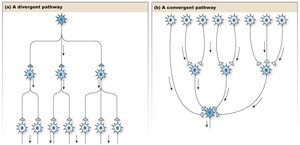Convergence and divergence in neuronal pathways