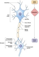 Model neuron structure