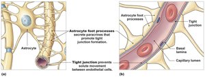 Blood-brain barrier structure