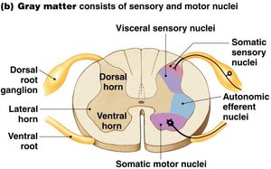 Gray and white matter in the spinal cord