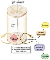 Spinal cord integrating center