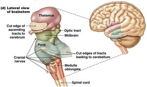 Brain stem and cerebellum