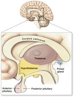 Diencephalon and associated structures