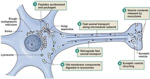 Axonal transport mechanisms