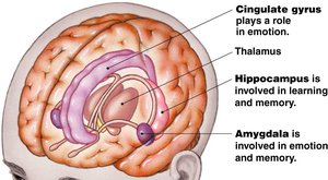 Gray matter regions of the cerebrum