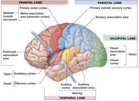 Functional areas of the cerebral cortex