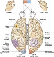 Cerebral lateralization