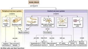Types and functions of glial cells