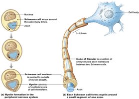 Myelination by Schwann cells