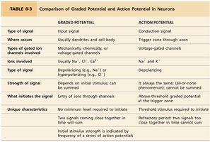 Comparison of graded and action potentials