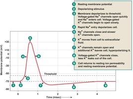 Action potential phases