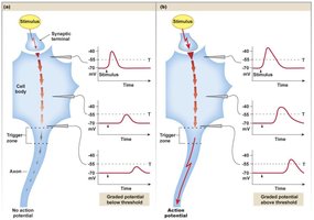 Graded vs. action potentials