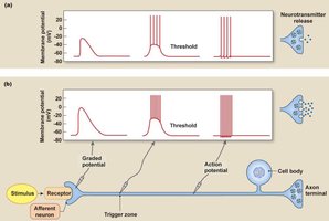 Coding for stimulus intensity