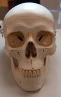 Anterior view of the human skull