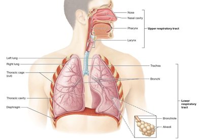 Diagram of the respiratory system showing upper and lower respiratory tracts